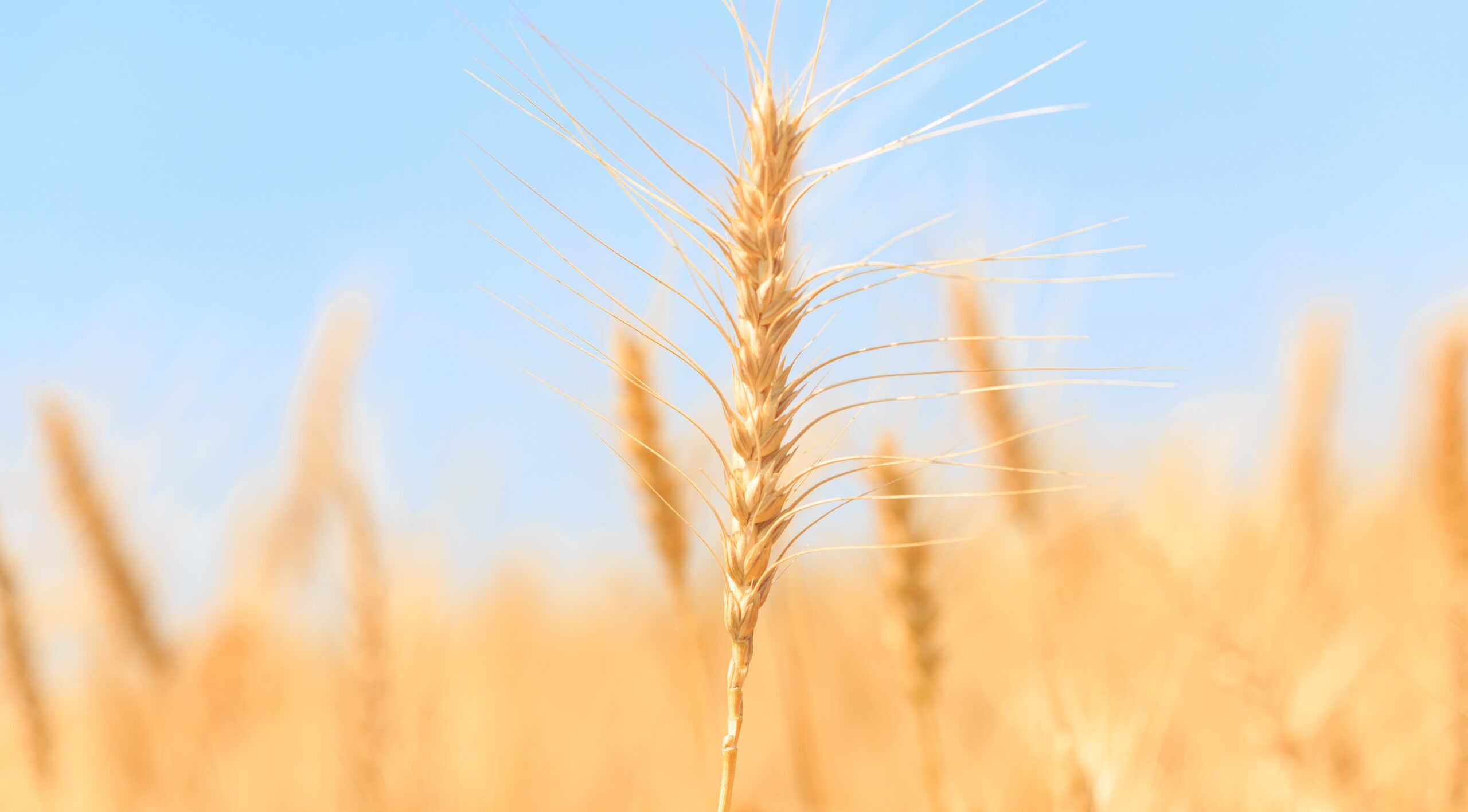 Harvest