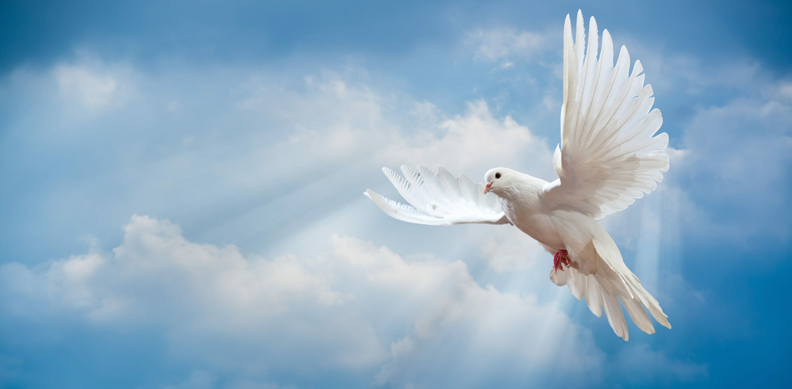 White Dove