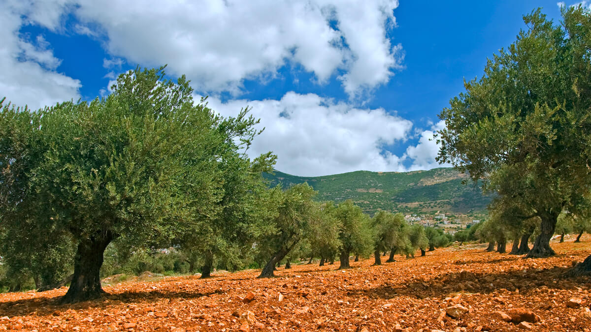 Olive trees in Israel